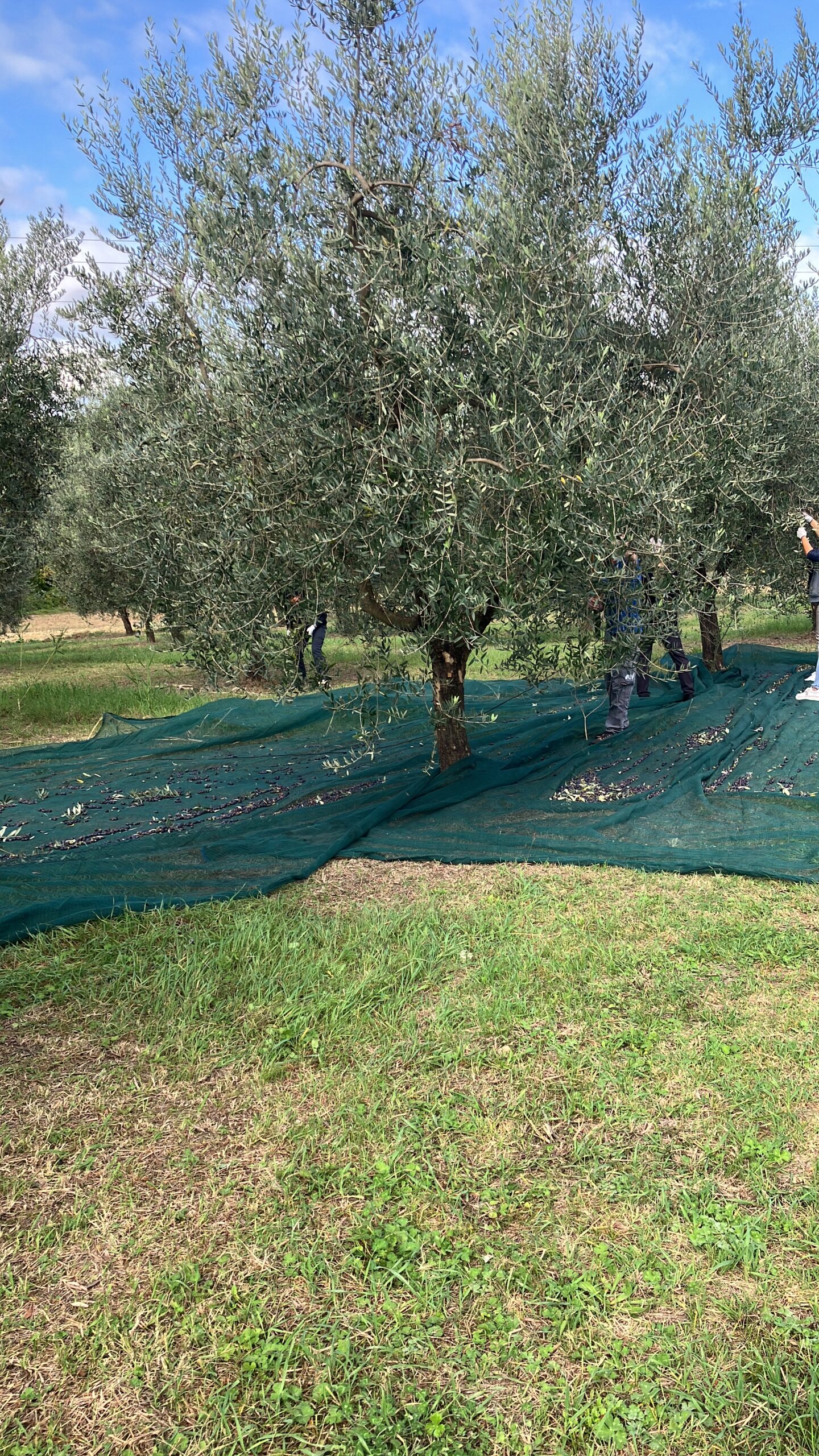 Raccolta olive